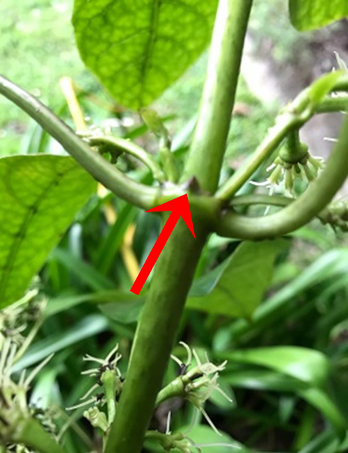 Kanono stem with stipule between petioles