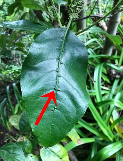 Kanono upper leaf surface domatia