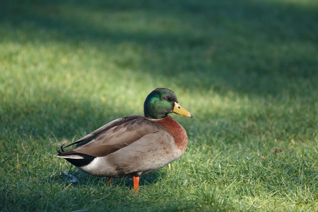 Mallard Duck
