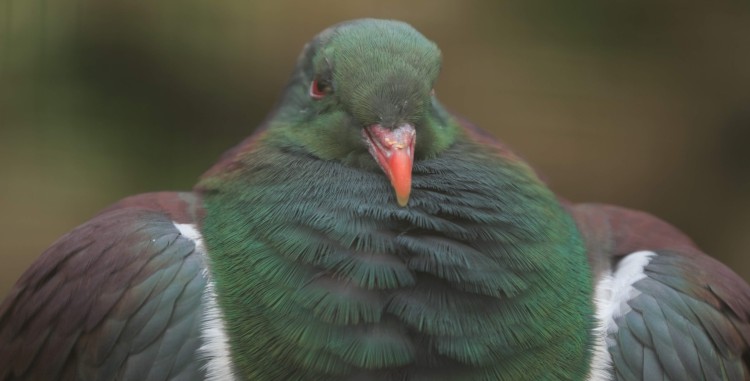 Woodpigeon closeup