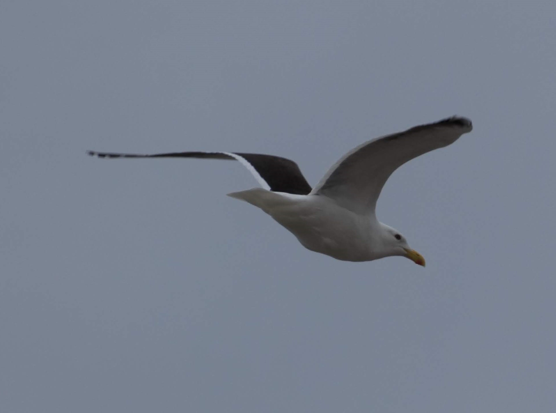 Black-backed gull