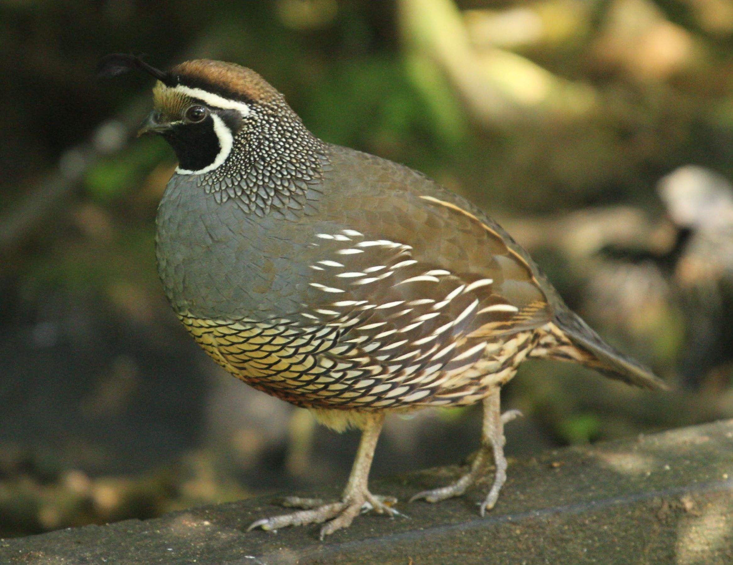 California Quail