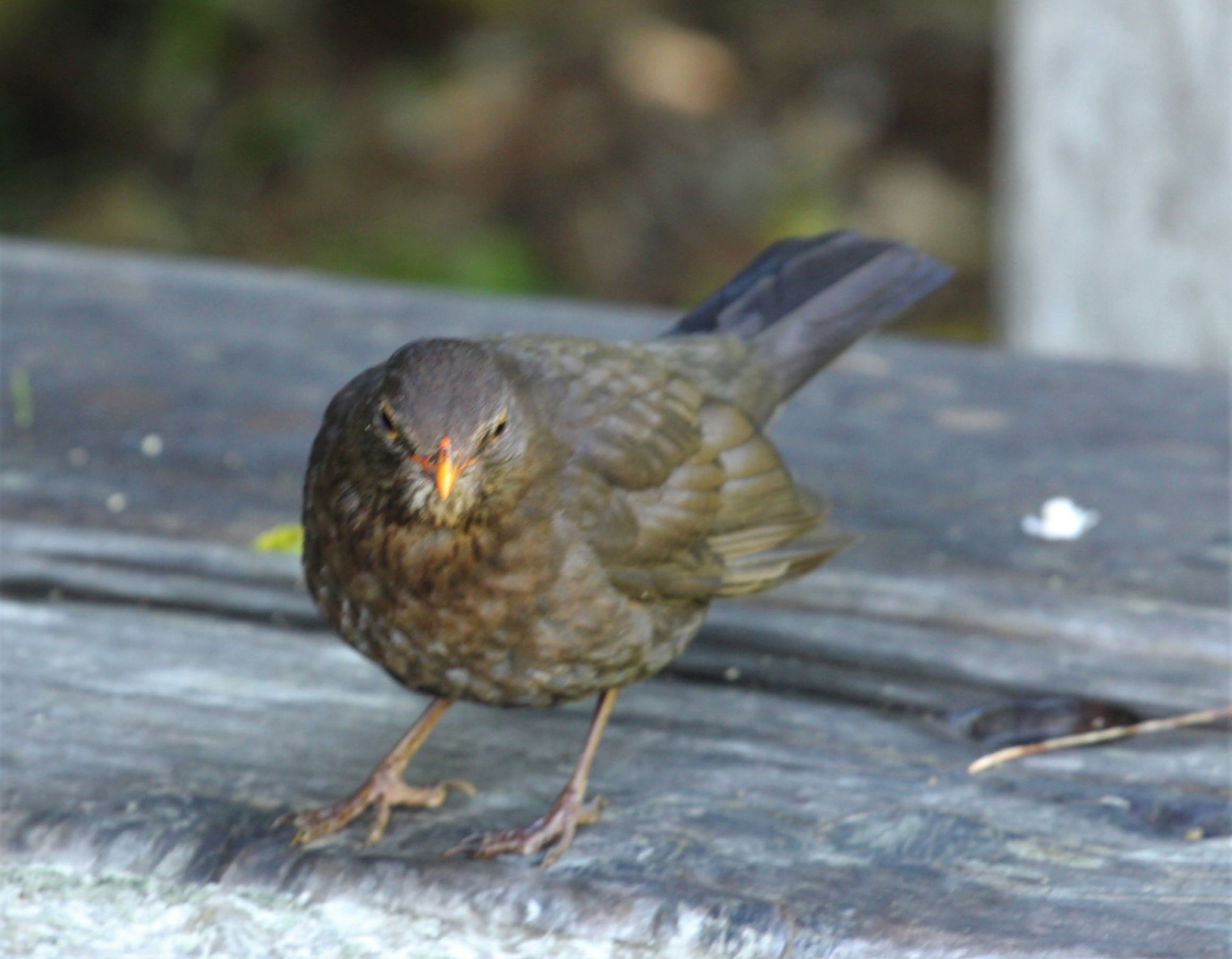 Female Blackbird