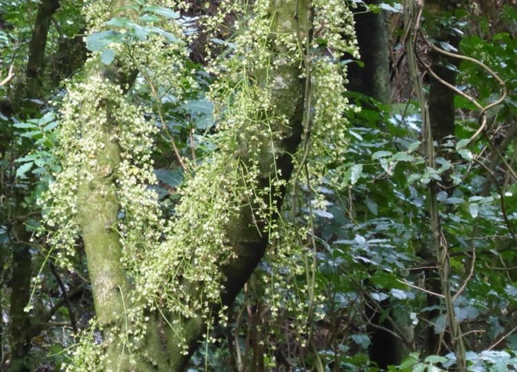 Know the native tree species in Tawa reserves with Gil Roper – Kohekohe trees in&nbsp;winter