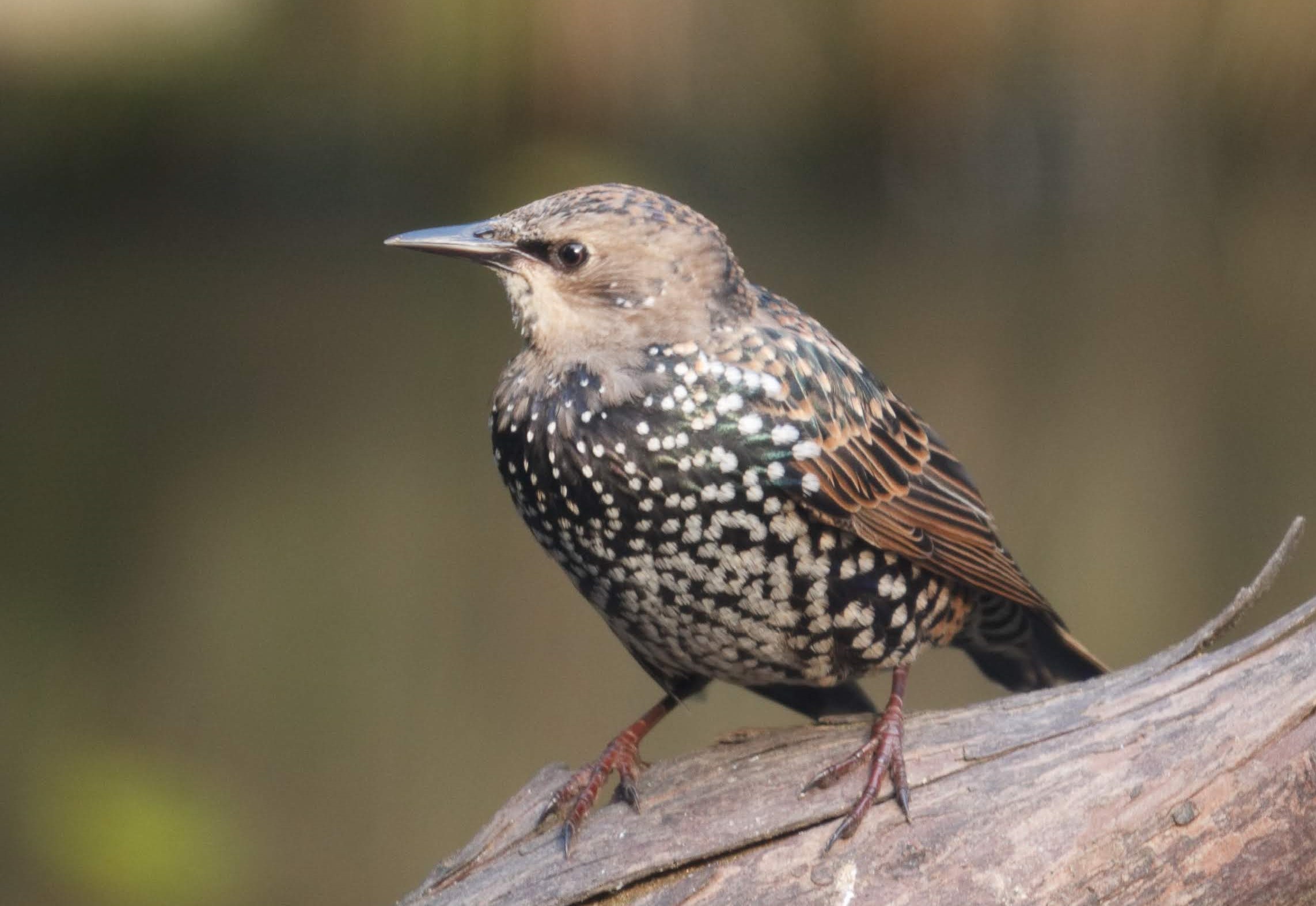Starling