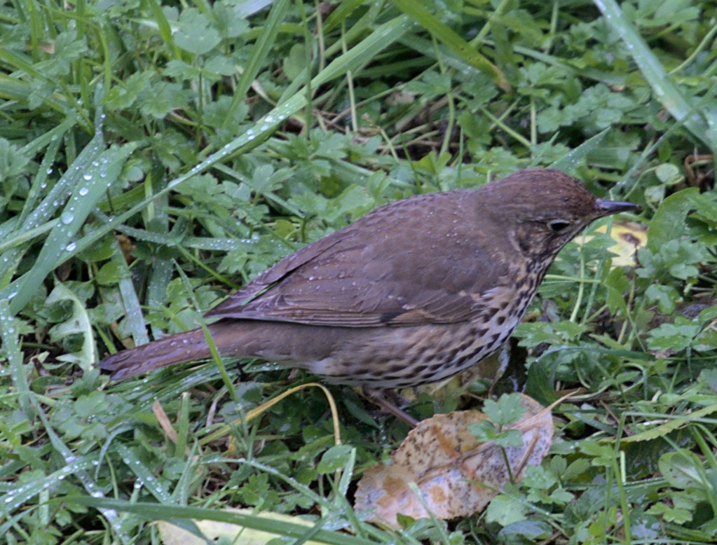 Thrush