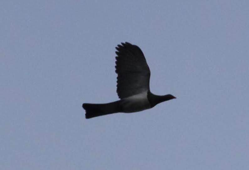 woodpigeon in flight