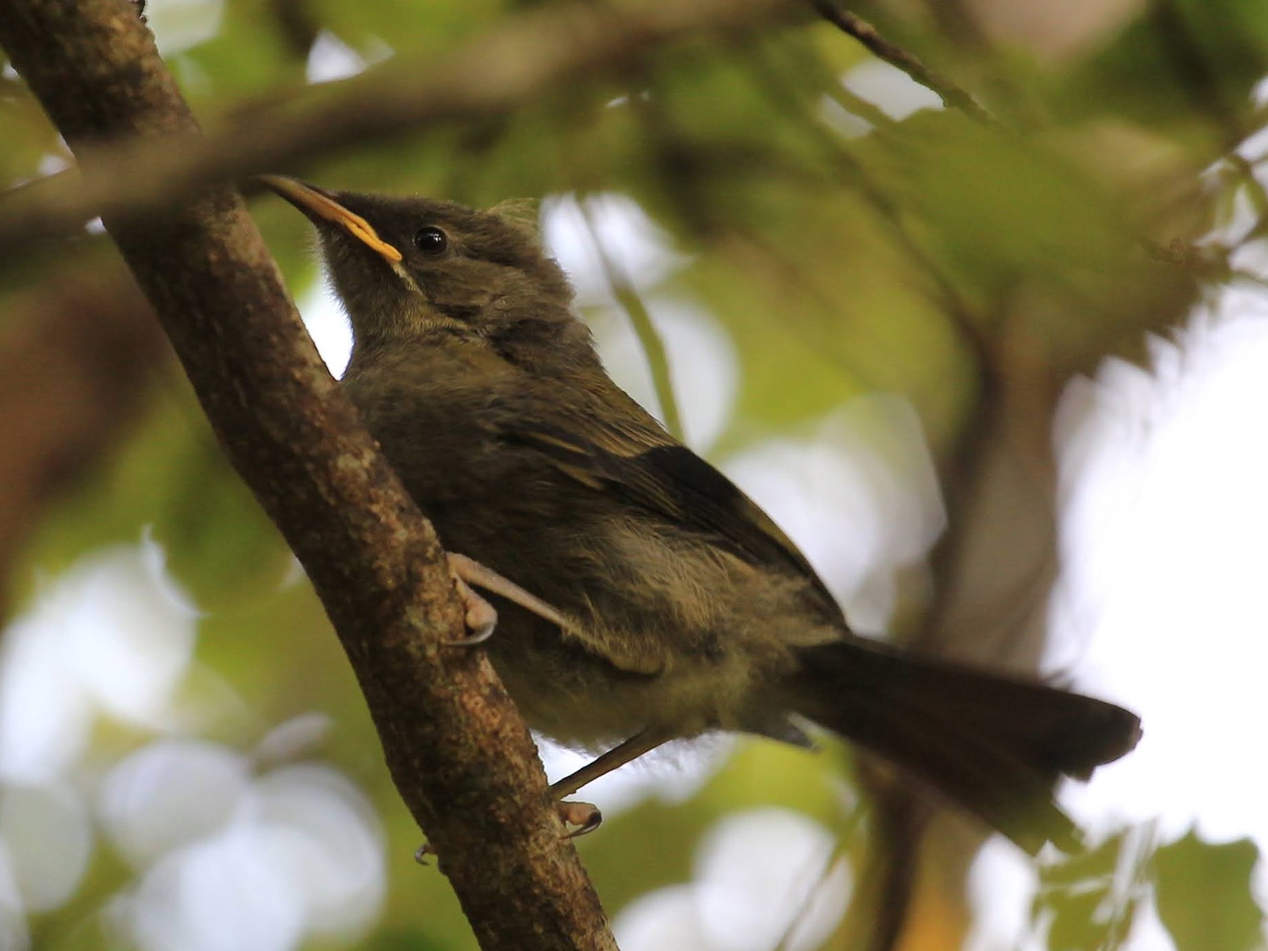 bell bird juvenile - korimako