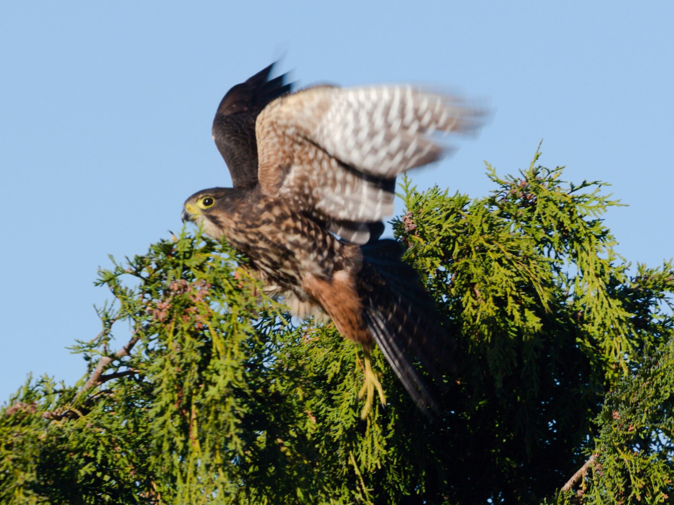 Falcon Karearea