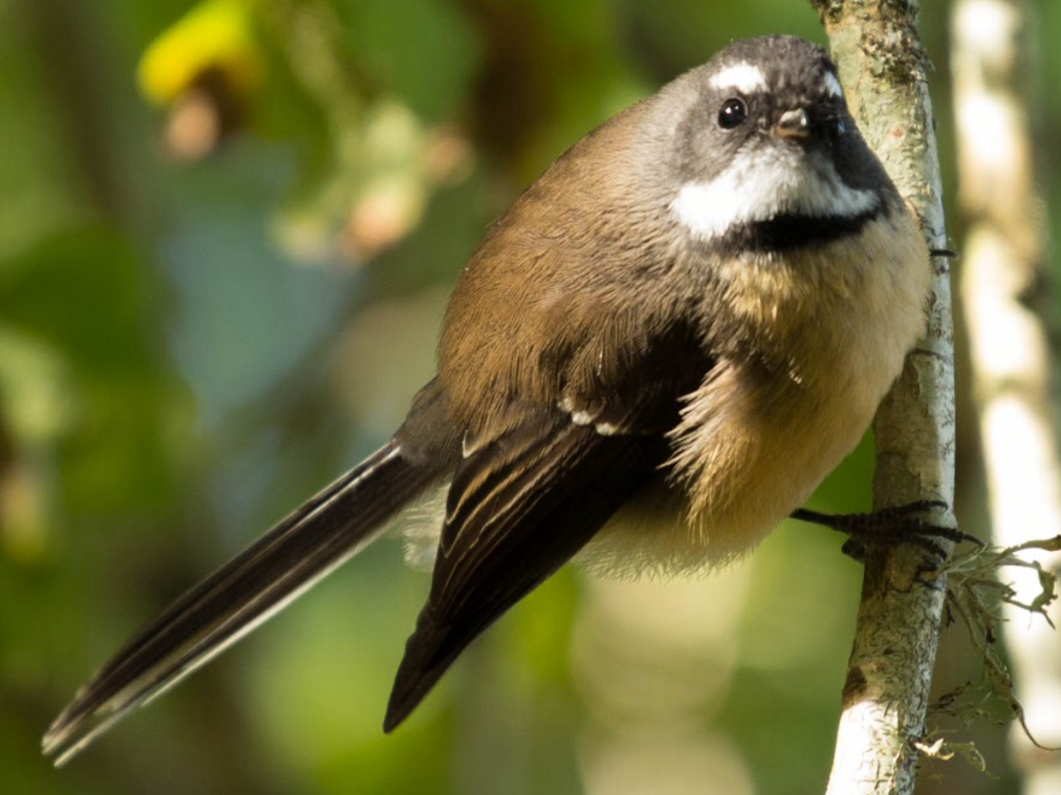 Fantail - piwakawaka