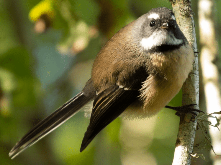 Fantail - piwakawaka