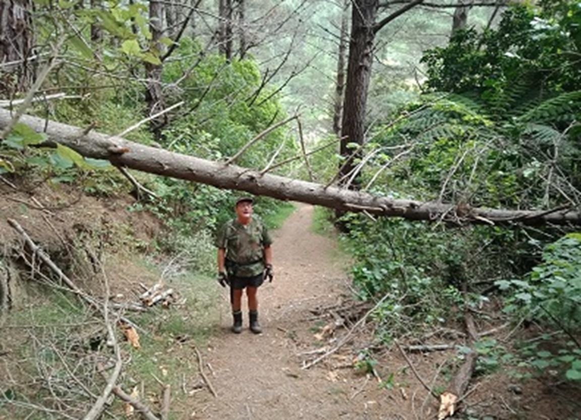 Forest of Tawa Track Andrew Aug 2021