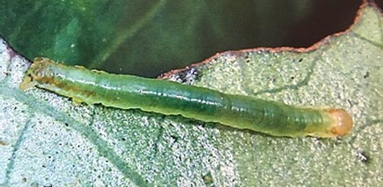 kawakawa looper caterpillar