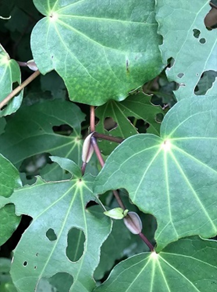 Kawakawa caterpillar eaten leaf