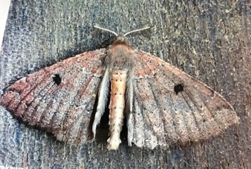 Kawakawa moth Cleora scriptaria