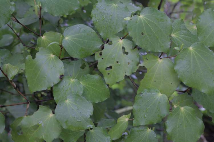 Know the native trees in Tawa reserves with Gil Roper –&nbsp;Kawakawa