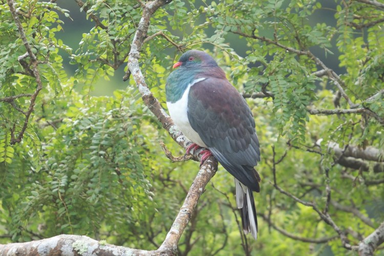 Resurgence of kererū numbers in Tawa&nbsp;reserves