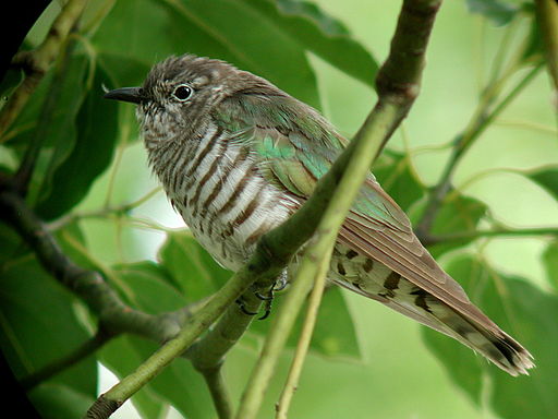 Shining Cuckoo image