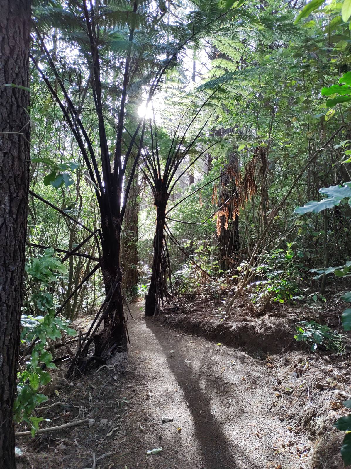 2021-11-26 forest of tawa