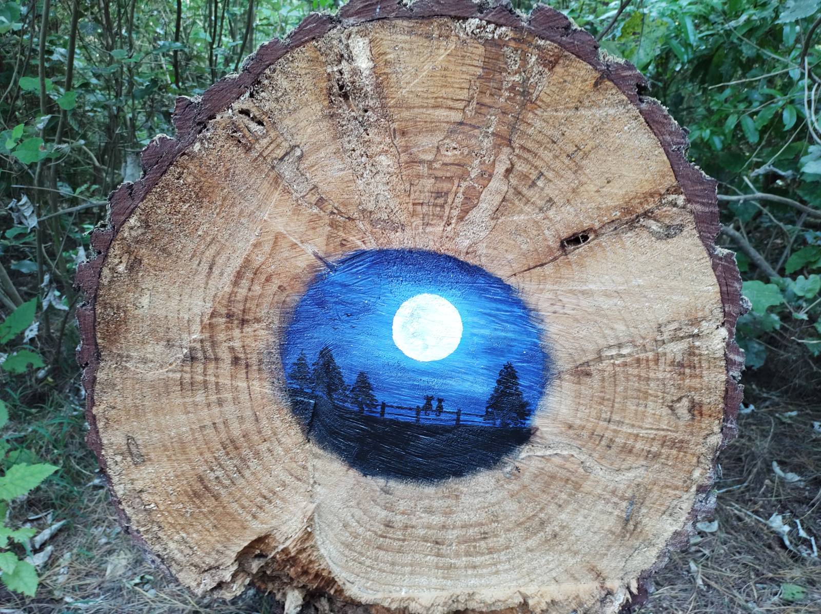 2021-11-26 forest of tawa