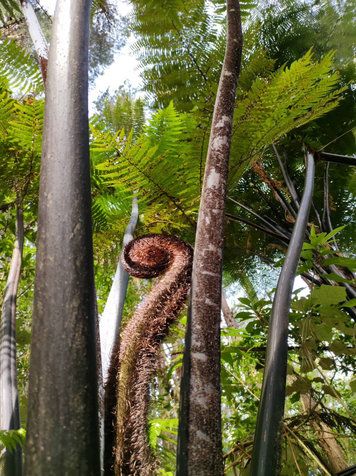 2021-11-26 forest of tawa koru