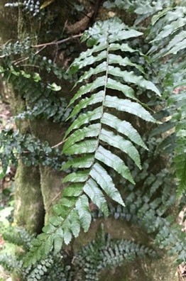 Adult green sterile frond which has the main function of photosynthesis for the plant
