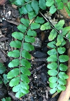 Juvenile fronds growing on the ground