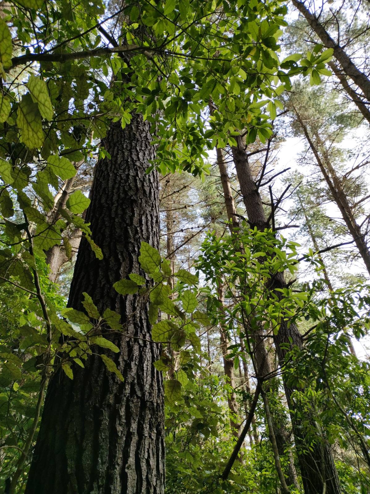 2021-11-26 forest of tawa