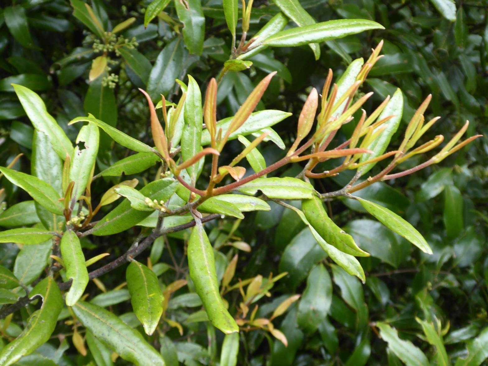 Tawa leaves, old and new