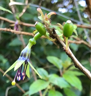 Green kōtukutuku flower with unripe green fruit