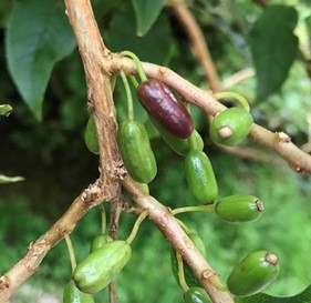 Kōnini (fruit) beginning to ripen