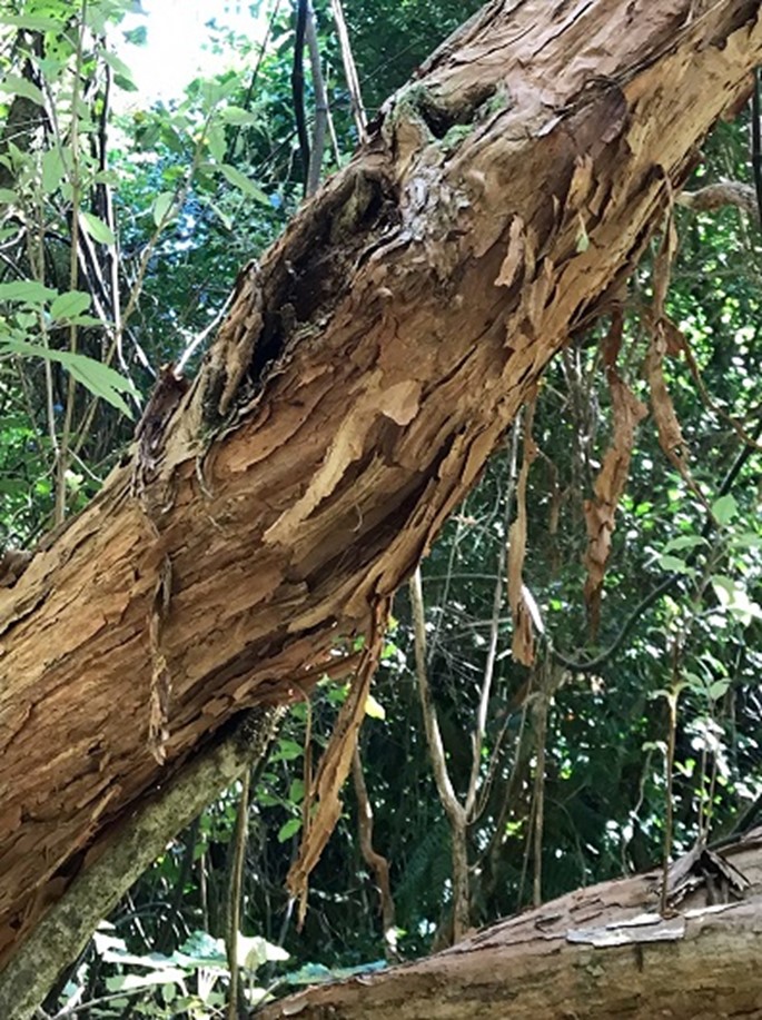 Kotukutuku, Tree fuschia - Bark peeling from trunk
