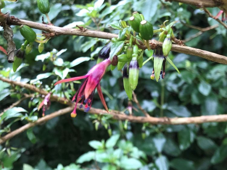 Know the native trees in Tawa reserves with Gil Roper –  tree fuchsia,&nbsp;kōtukutuku