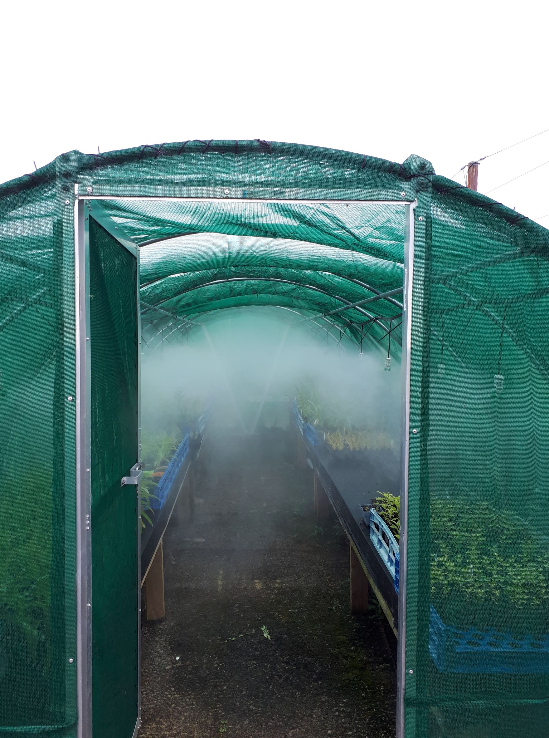 Foggers in action at the nursery 02_22