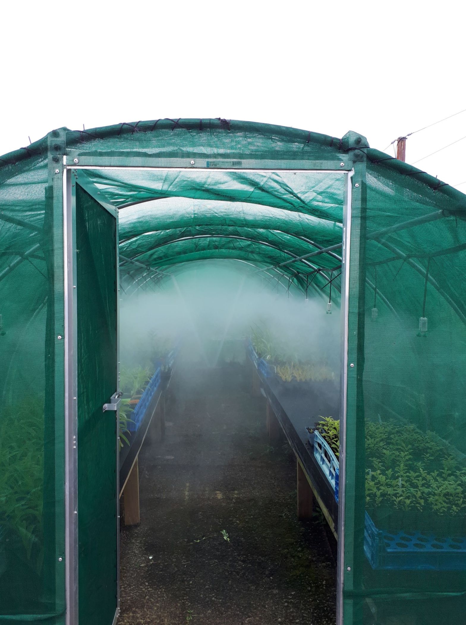 Foggers in action at the nursery 02_22