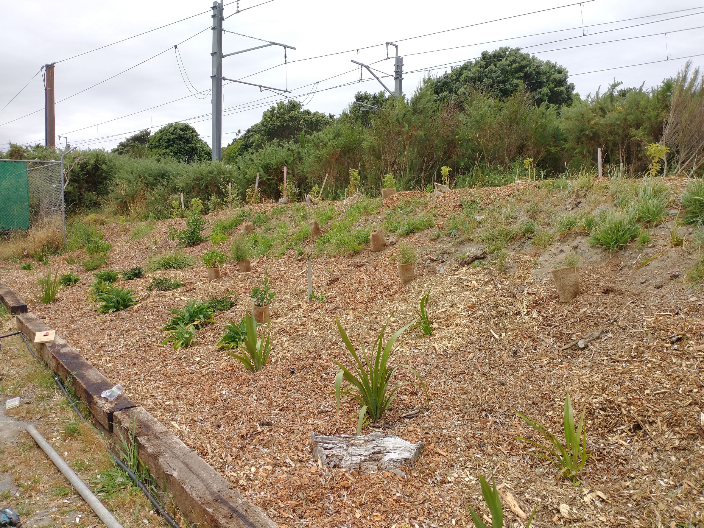 Nursery bank freshly barked Feb 2022