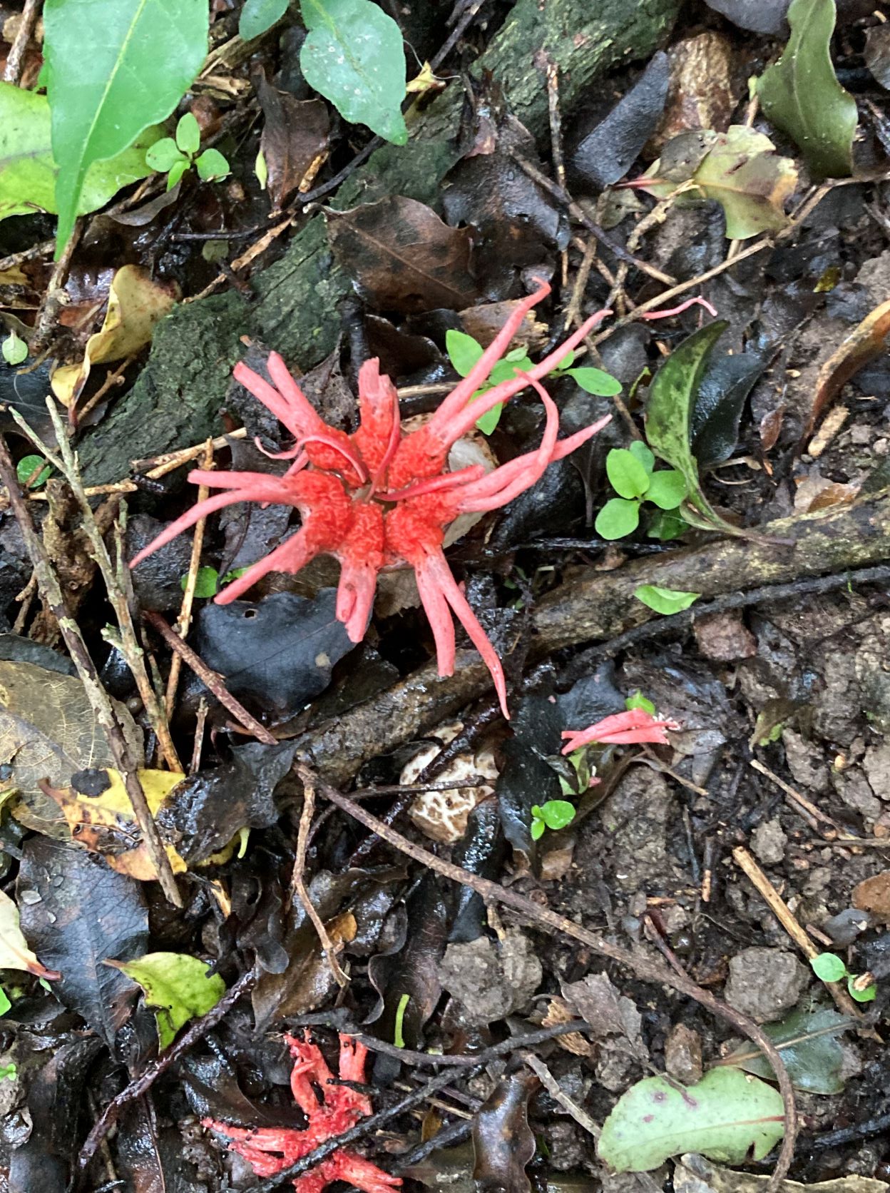 stinkhorn fungi /starfish/sea anemone saprotrophic fungi