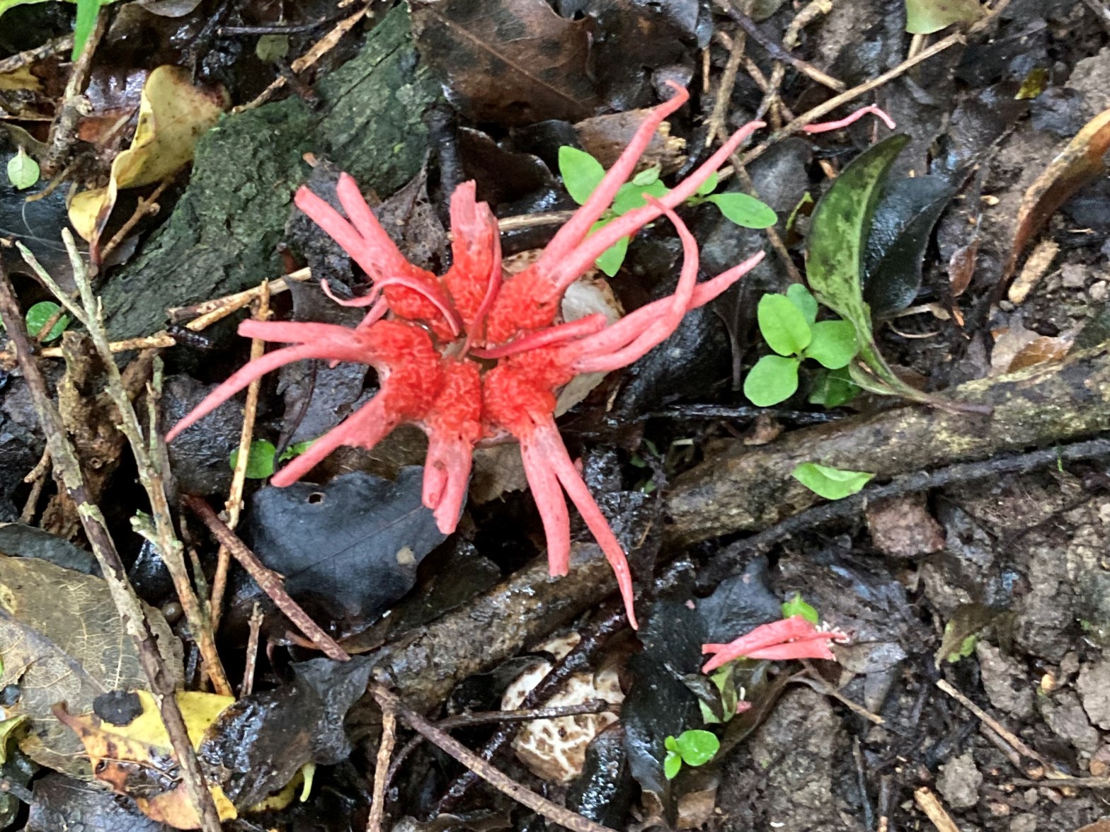 stinkhorn fungus stinkhorn fungi /starfish/sea anemone saprotrophic fungi