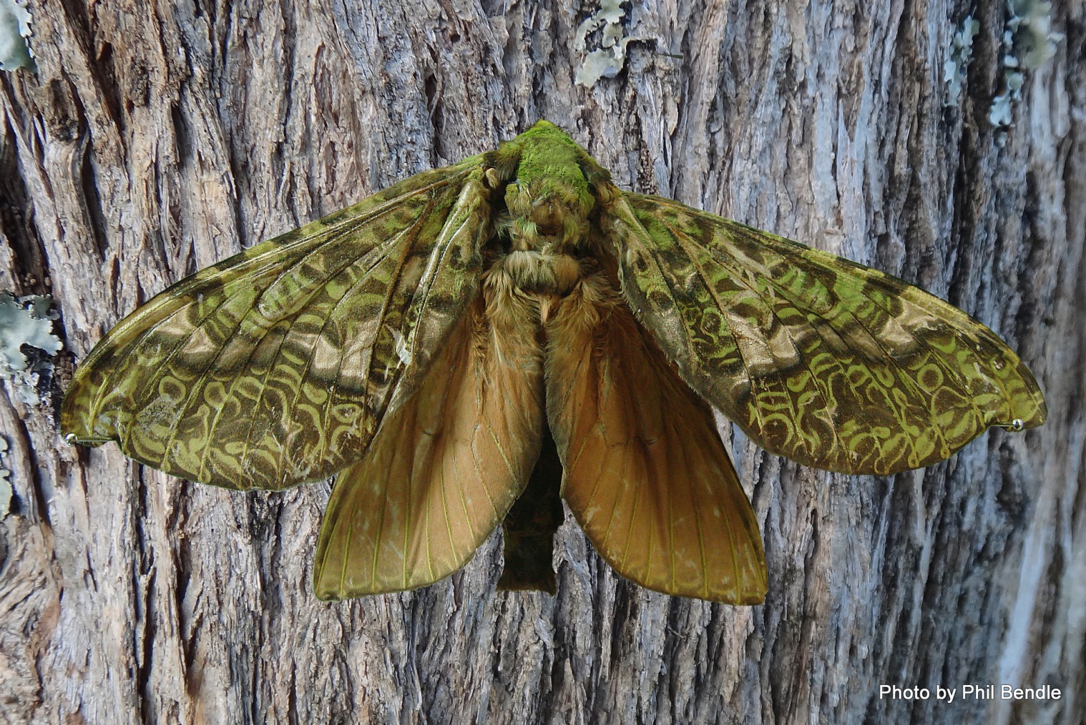 Female Puriri moth