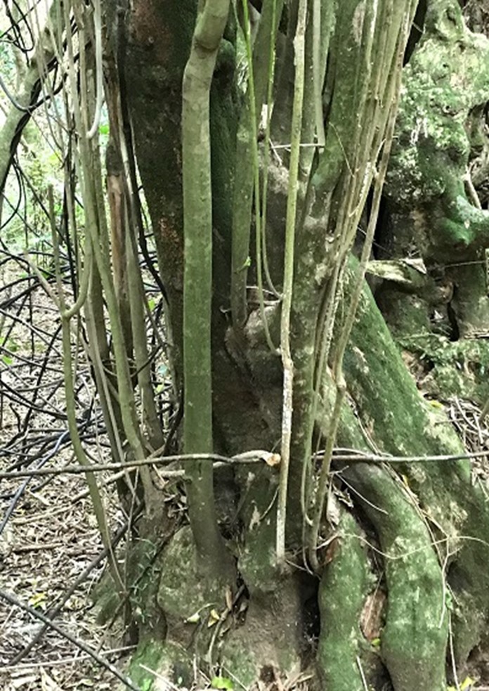 Māhoe epicormic shoots mahoe