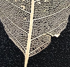 Individual leaf skeleton mahoe