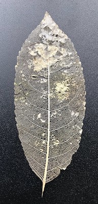 Individual leaf skeletons