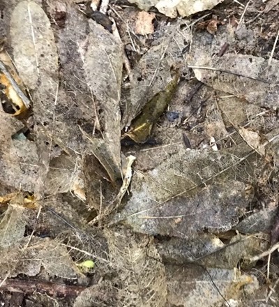 Skeletons of dead māhoe leaves