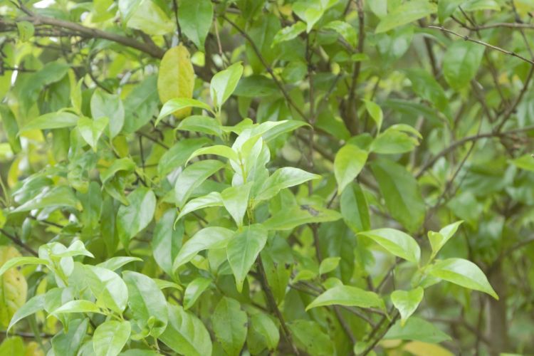 Know the native trees in Tawa reserves with Gil Roper – Geniostoma ligustrifolium var. ligustrifolium,  Hangehange, Māori&nbsp;privet