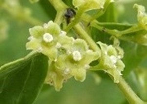 hangehange flowers closeup