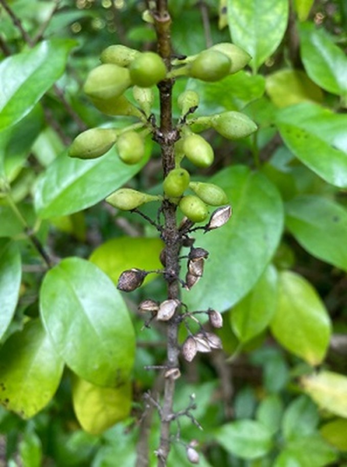 Immature green fruit and mature black fruit with seed already shed