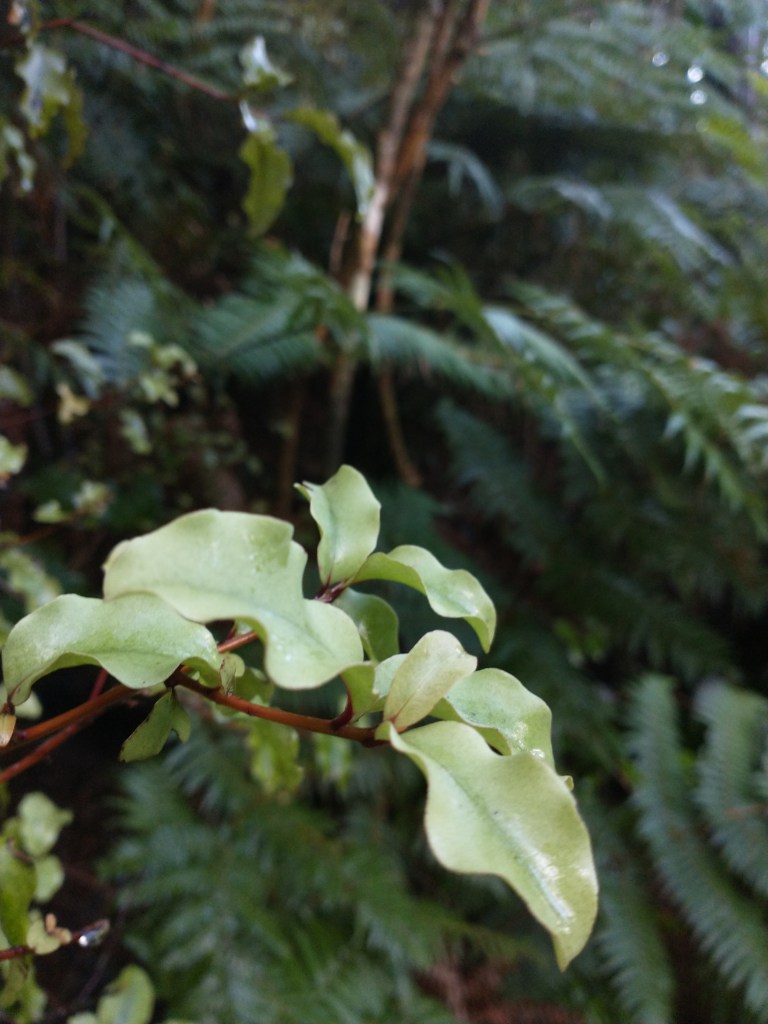 Red matipo leaves Forest of Tawa June 2022