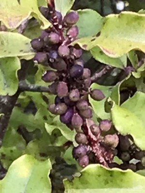 Red matipo, Mapou maturing fruit