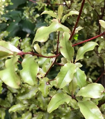 Red matipo, Mapou leaves and stems