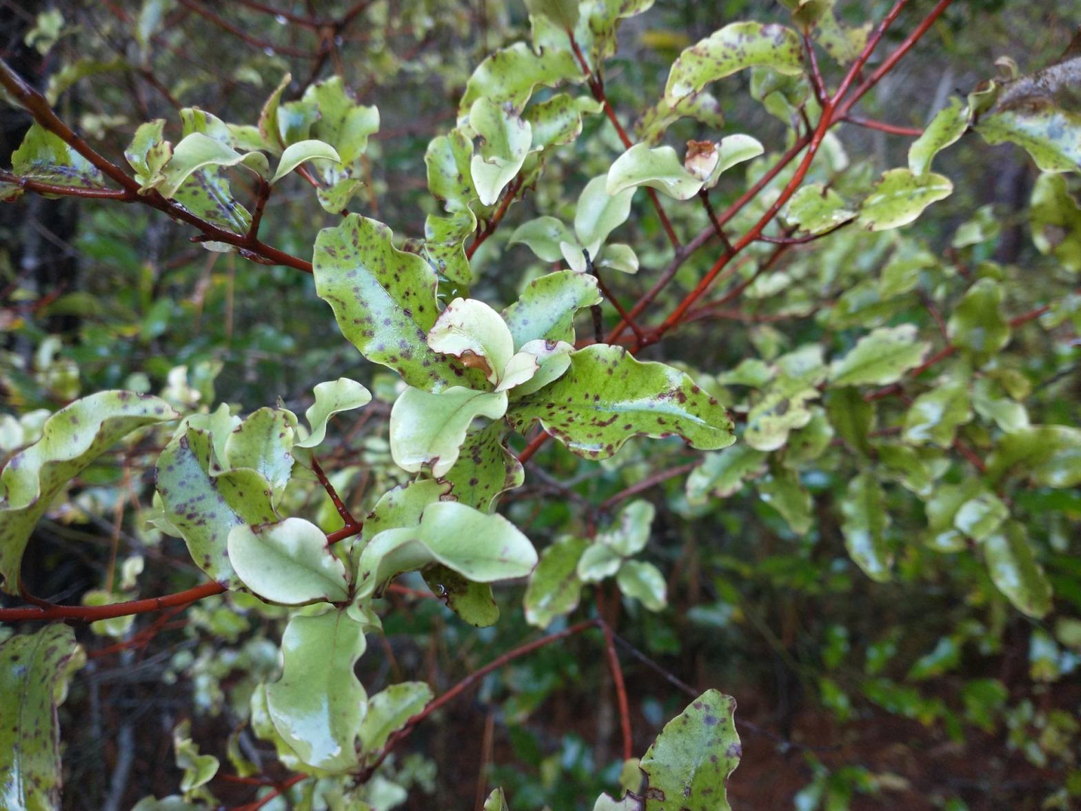 Red matipo leaves Forest of Tawa June 2022